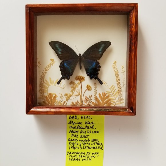 #B2 1 Rare Collectible Real Far East Russian Alpine Black Swallowtail Butterfly - Picture 4 of 13